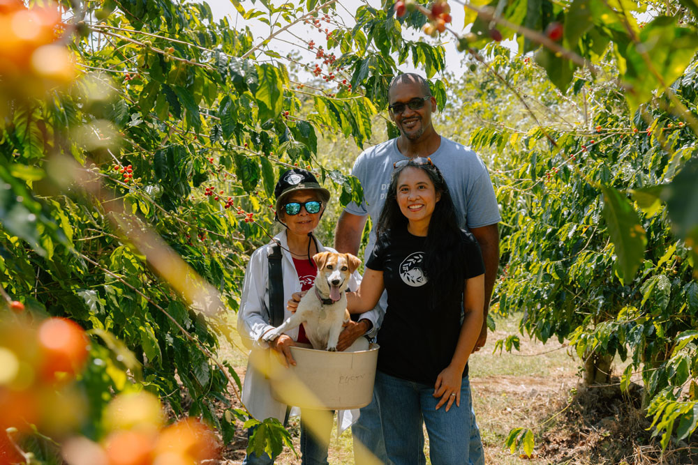A small group of three people stand together in a coffee tree farm and are carrying a basket with a dog inside of it