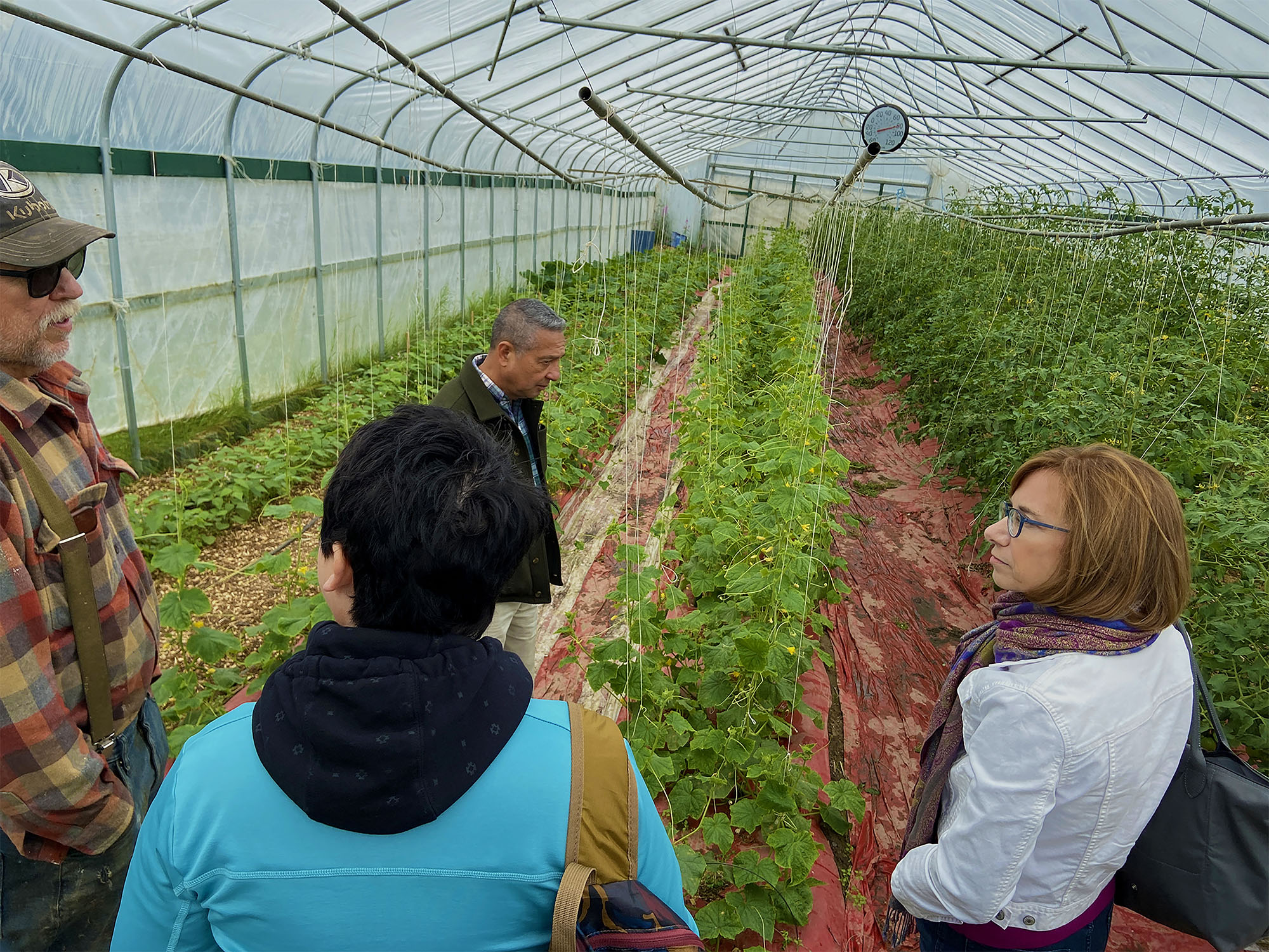 Four adults standing along rows of plants in greenhouse.