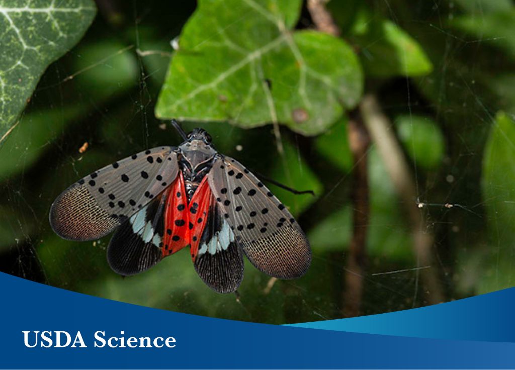 Adult spotted Lanternfly. (Photo by Stephen Ausmus)