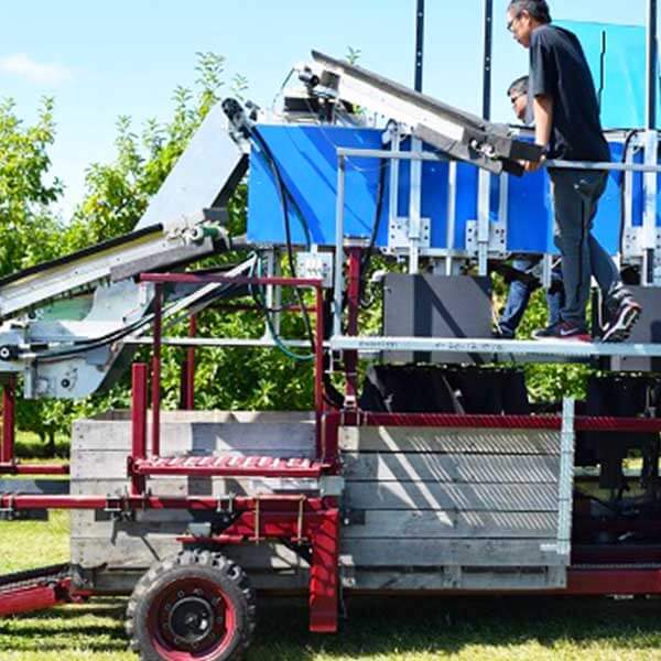 Apple Harvest and Infield Sorting Machine