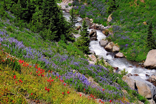 Native plants in bloom on Forest Service lands in the Pacific Northwest
