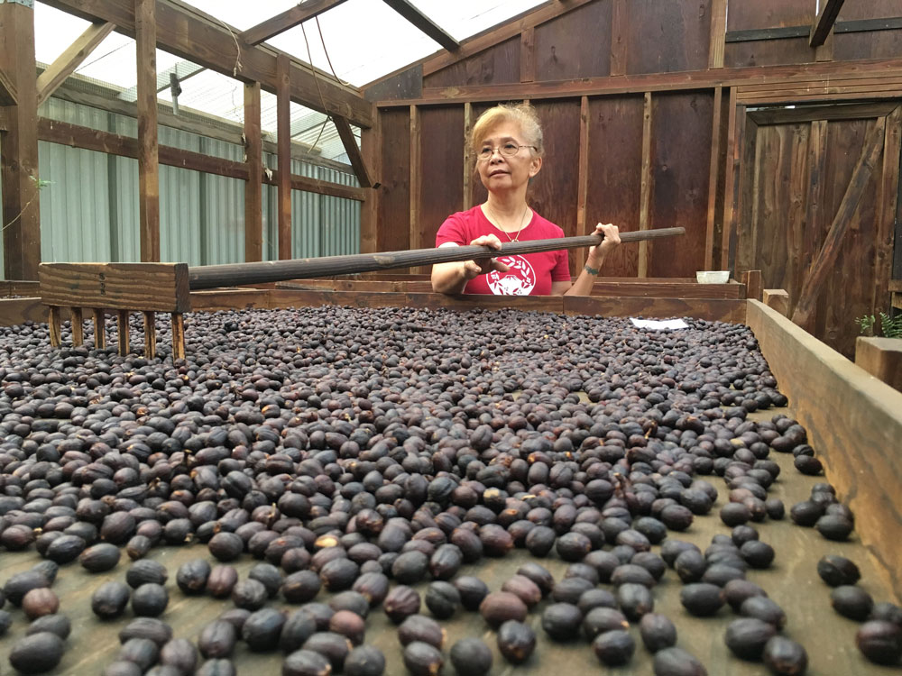 A woman using a wooden rake to sort dried coffee beans