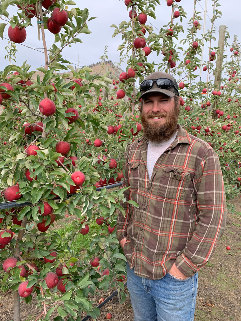 A man stands in front of a row of apples growing on a tree