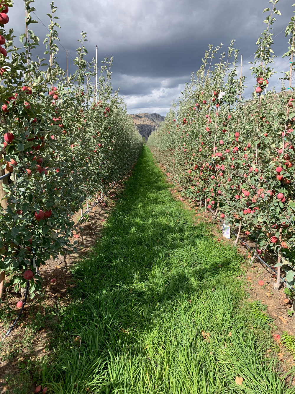 Two rows of apple trees