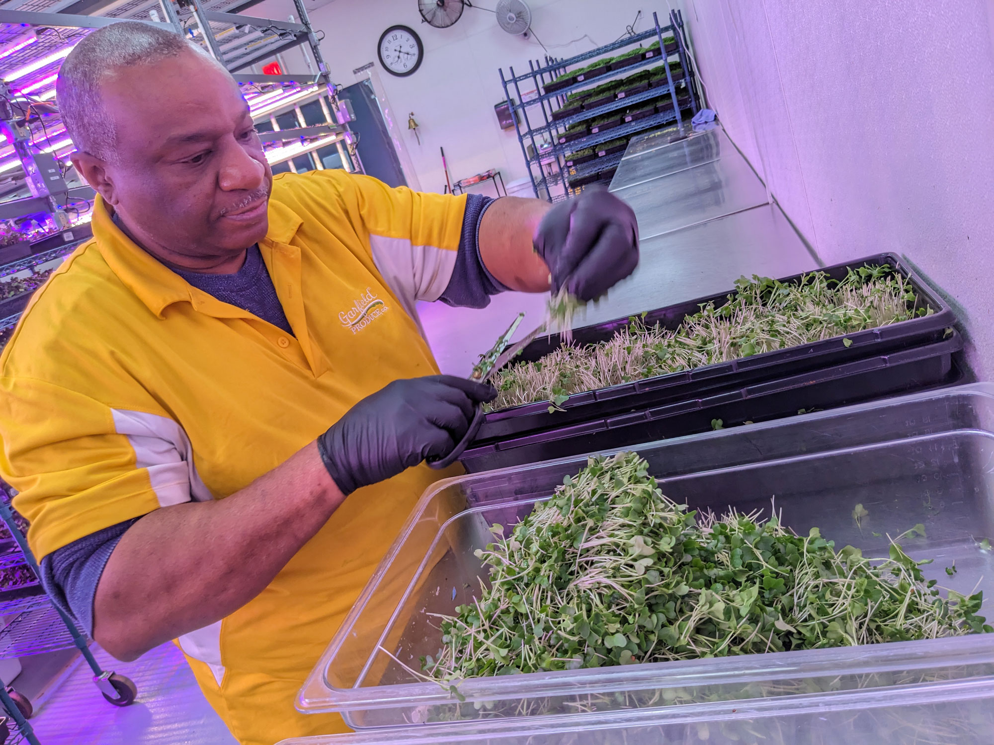 A middle-aged man in an indoor farm uses scissors to cut microgreens from a growing tray and place them in a plastic bin
