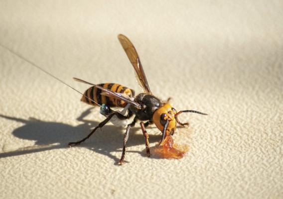 A USDA-supplied radio tag onto this captured Asian giant hornet