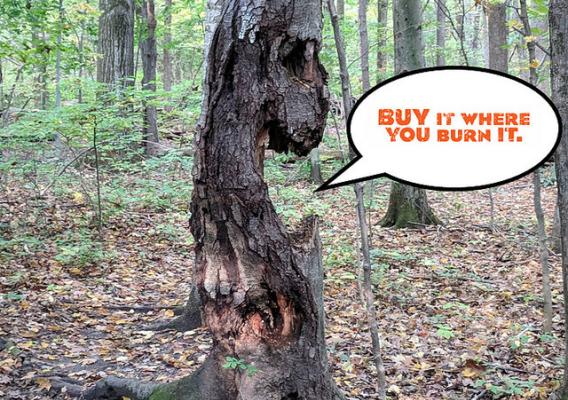 A tree with text overlay 'Buy it Where You Burn It'