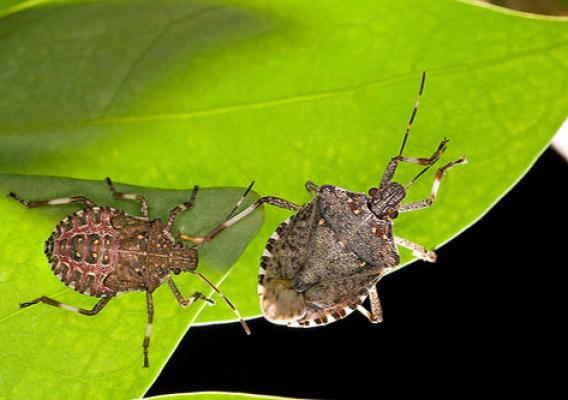 Stink bugs on a plant