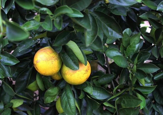 Citrus greening in Florida