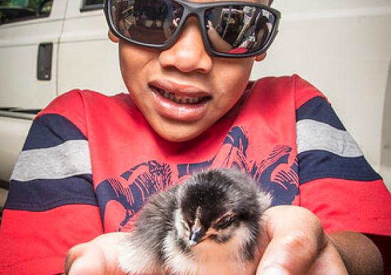 Michael Cottrell, from Indianapolis, holds day-old chicks from Tall Cotton Farm at the USDA Farmers Market as part of a special pre-celebration of National Egg Day at the USDA headquarters in Washington, D.C., June 2, 2017. USDA photo by Preston Keres