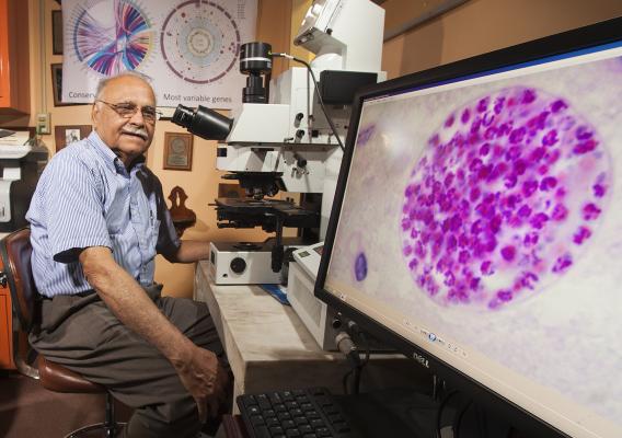 ARS parasitologist Jitender Dubey examines a Toxoplasma gondii specimen with a compound microscope