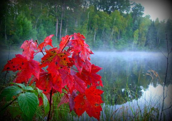 Fall colors at Cass Lake, Chippewa National Forest, Minnesota