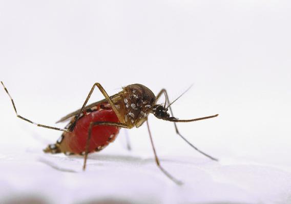 A female Aedes aegypti mosquito resting after a blood meal