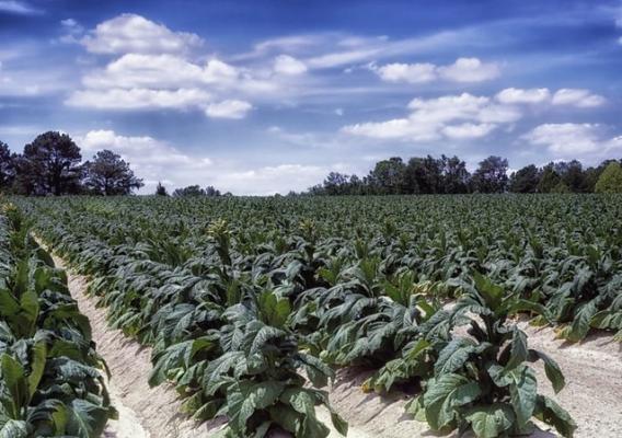 A tobacco farm in North Carolina