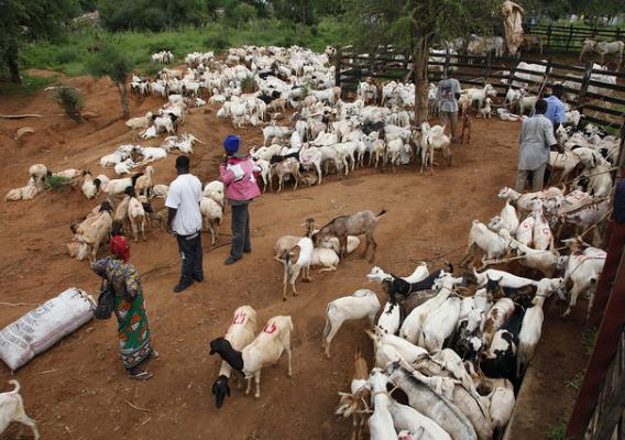 An African goat market
