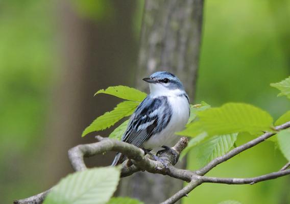 Cerulean warblers spend part of the year in the Appalachian Mountains of North America as well as the Andes Mountains of South America. Photo by DJ McNeil.