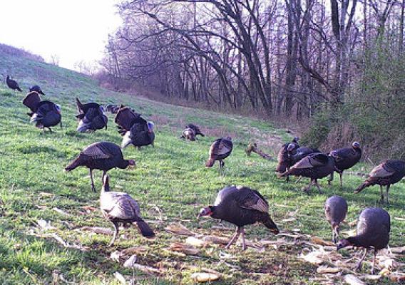 Turkeys roaming free within the protective fences on Chuck Borum’s farm