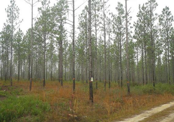 Forests on the Conecuh National Forest