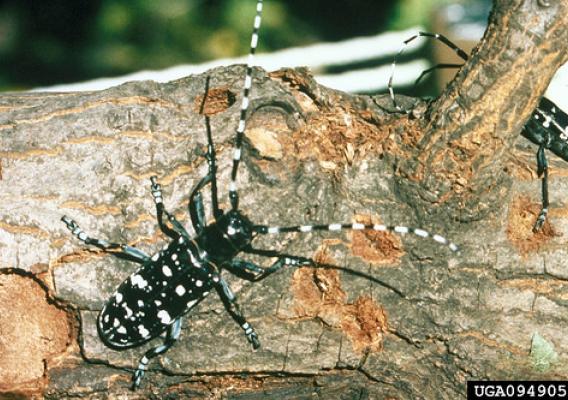 Several hundred non-native forest insect species have become established in the U.S. Recent arrivals, such as this adult Asian longhorned beetle, have killed millions of trees and altered urban landscapes in the Northeast and Midwest. (U.S. Department of Agriculture/Kenneth R. Law, courtesy of Bugwood.org)  