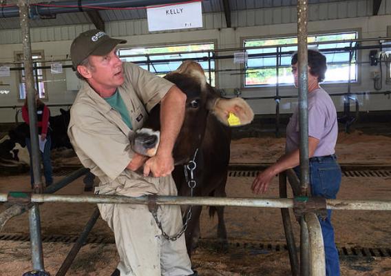 Dr. Hue Karreman demonstrates how to put your arm inside a cow’s mouth. Photo by Lisa McCrory