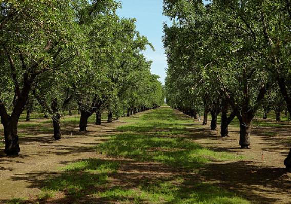 Almond growers are innovative in their water savings. This orchard uses micro-irrigation, which efficiently directs water. Photo courtesy of the Almond Board.