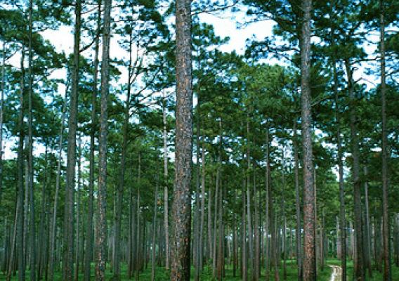 Longleaf Pine forest (photo by William D. Boyer, U.S. Forest Service)
