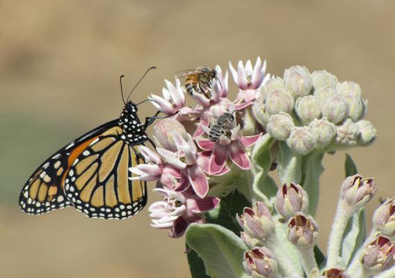 A monarch butterfly, a honeybee and leafcutter bee gathering nectar from a showy milkweed