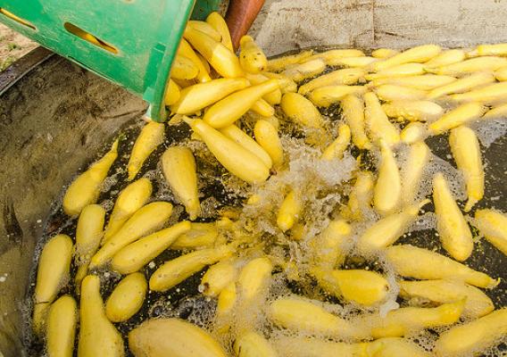 A farmworker rinsing just-picked yellow squash in a processing tub