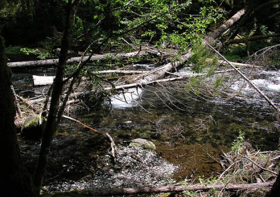 A bull trout habitat in the upper McKenzie River is one of five segments in the McKenzie where bull trout can spawn. Most of the wood in the photo is material added during a U.S. Forest Service restoration and enhancement project. (U.S. Forest Service)