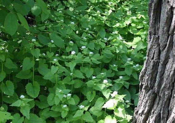 An example of the invasiveness of the garlic mustard plant.  (Photo credit: Steven Katovich, U.S. Forest Service)