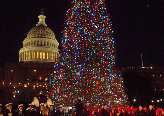 Last year's Capitol Christmas Tree from the Bridger-Teton National Forest in Wyoming was lit on Dec. 7, 2010.