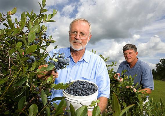 Picking blueberries in Mississippi.