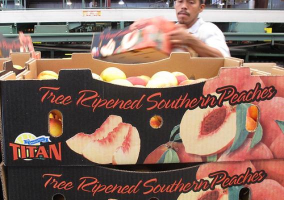 South Carolina-grown peaches are boxed and ready to be shipped to Mexico. The Mexican market opened to Georgia and South Carolina peaches for the first time in 17 years earlier this year thanks in part to a grant from the Foreign Agricultural Service’s (FAS) Technical Assistance for Specialty Crops (TASC) program. (Photos courtesy of South Carolina Peach Council)