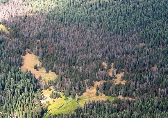 Mountain pine beetle has damaged more than 2 million acres of lodgepole pine forest. This shows tree loss on the Klamath National Forest in California. (U.S. Forest Service/Zachary Heath)