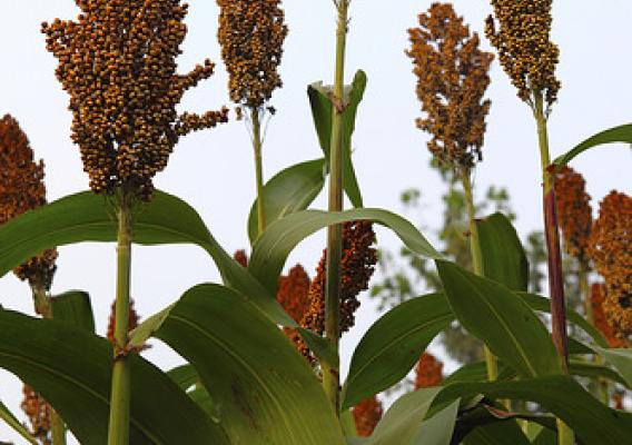 Research suggests that sorghum can be beneficial as both a fuel source and as a sinkhole for greenhouse gas. (iStock image)