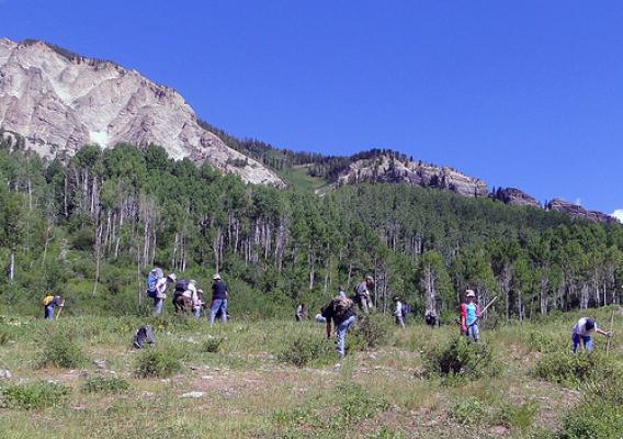 Volunteers armed with shovels and picks remove clusters of houndstongue from a high elevation meadow in the Raggeds Wilderness on the Gunnison and White River National Forests. (U.S. Forest Service/Dan Gray)