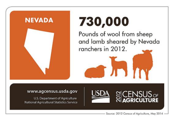 Sheep are just part of a dynamic Nevada livestock sector.  Be sure to check back next week for another state highlight from the 2012 Census of Agriculture.