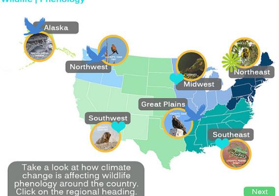 Screenshot of the climate change effects education module explaining changes in wildlife phenology observed and expected with climate change.  This section has an interaction that explores observed phenological changes for different regions.