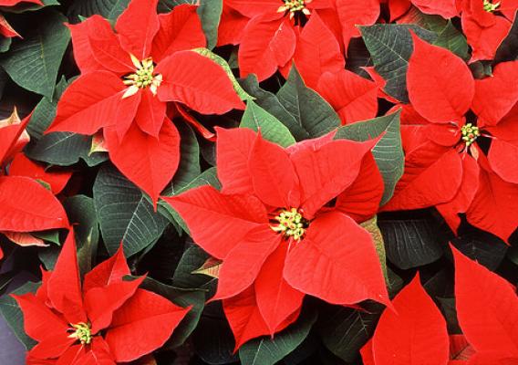 How much do you know about this iconic plant that brightens lots of homes this time of year?