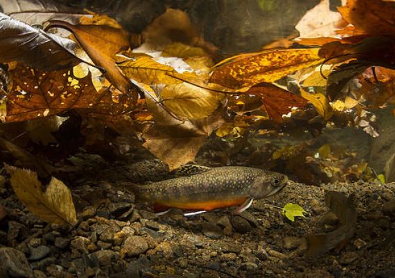 Southern Appalachian Brook Trout spawn in the Fall when brightly colored males court females, who dig nests known as redds in clean streambed gravels. (Copyright photo courtesy Freshwaters Illustrated/Dave Herasimtschuk)
