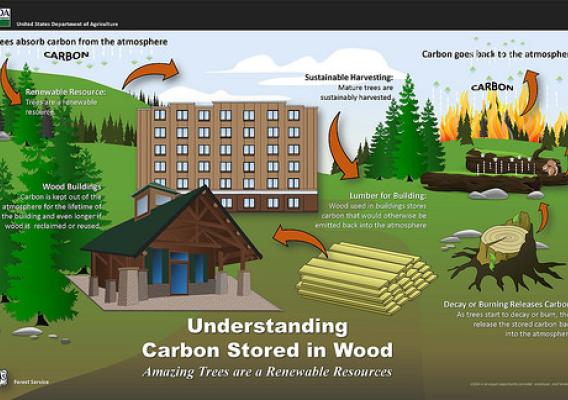 Understanding Carbon Stored in Wood infographic