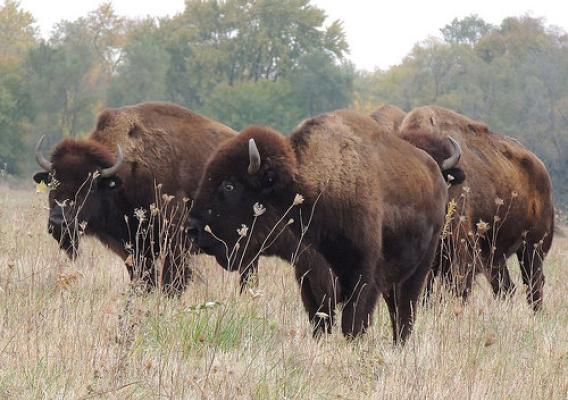 Bison grazing near a trailhead