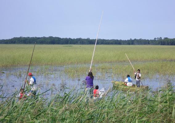 To help meet the needs of Tribal Nations and provide transparency and pricing information, we recently developed the National Tribal Grown, Produced or Harvested report. Pictured here is a Native American Leech Lake Band of Ojibwe youth tending to a rice crop on the Leech Lake Reservation in Minnesota