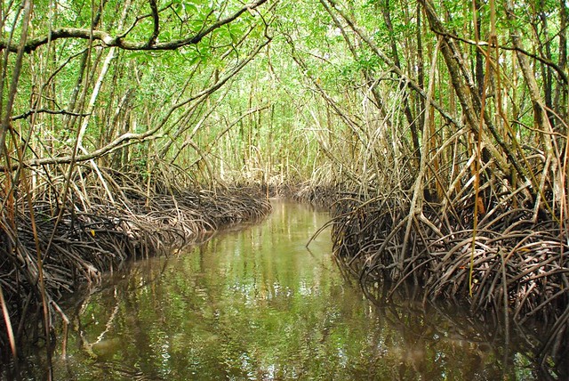 Science is Saving the Mangrove Forests | USDA