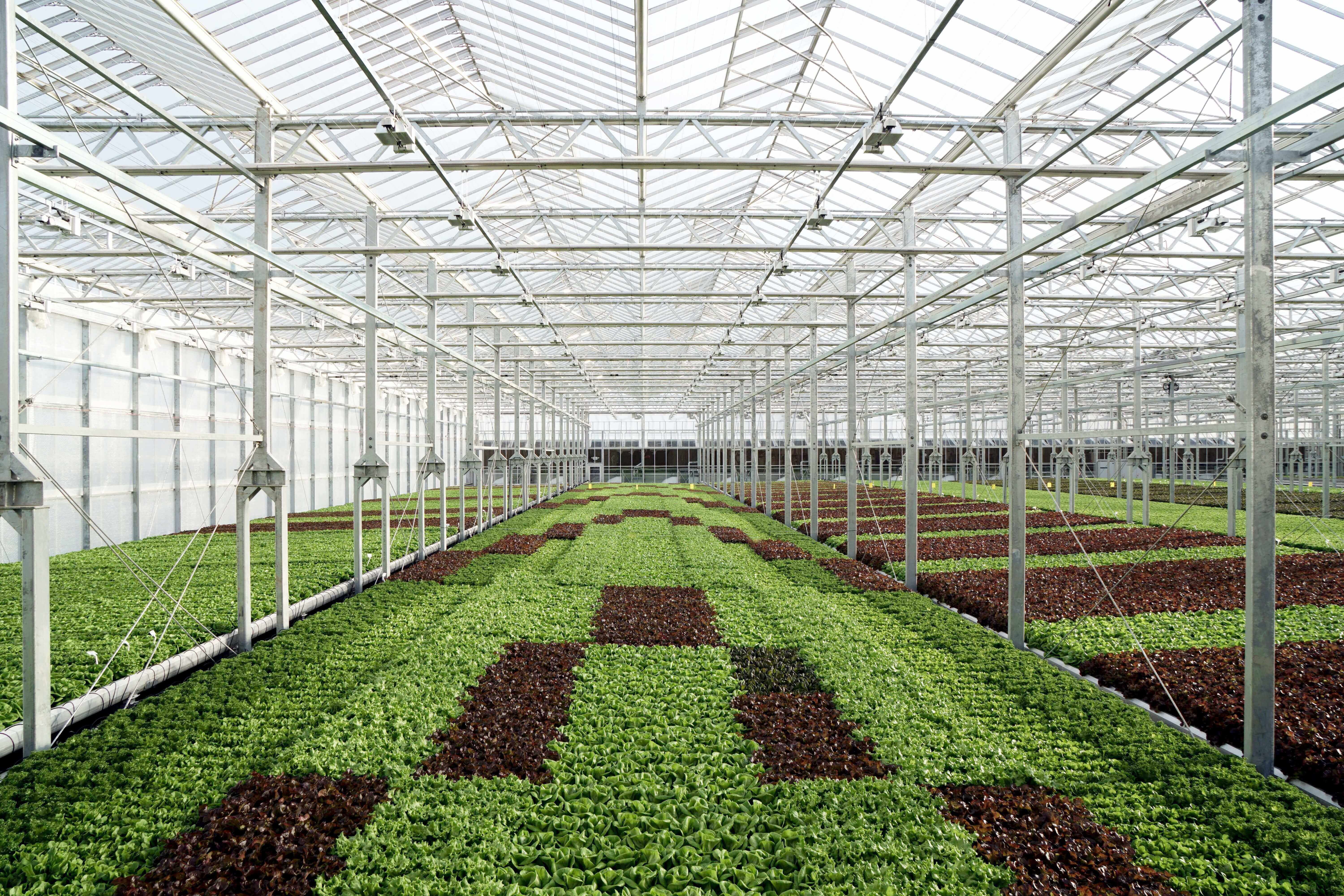Sustainable Farming with Gotham Greens