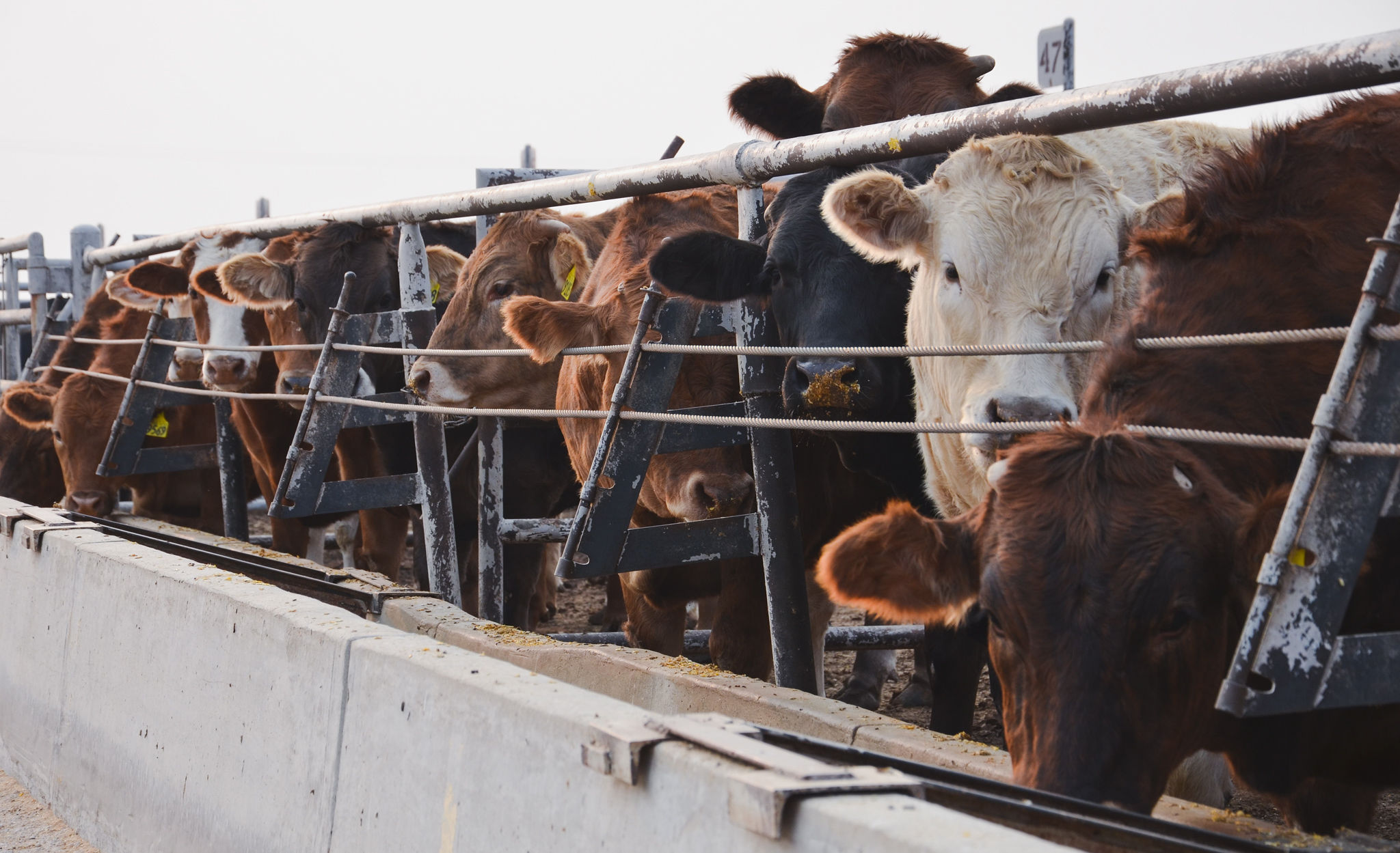 Market Insights and Resources to Help Producers Celebrate National Beef