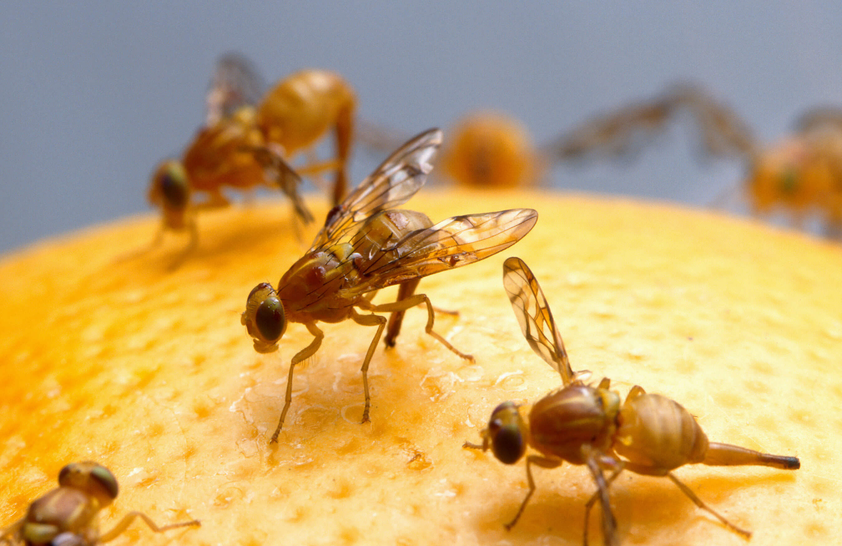 Preference for oranges protects fruit flies from parasites
