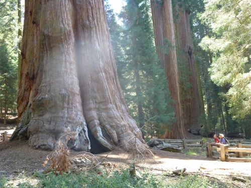 Dave and Bethany trying to absorb the magnitude of a giant Sequoia