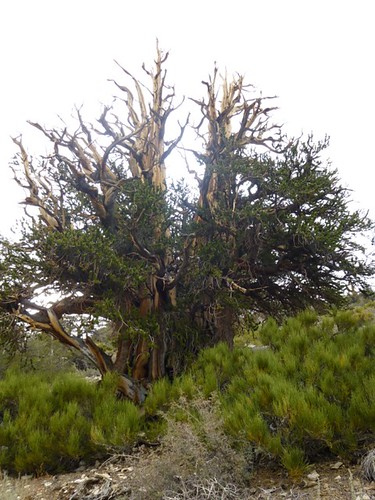 A gnarled ancient Bristlecone Pine