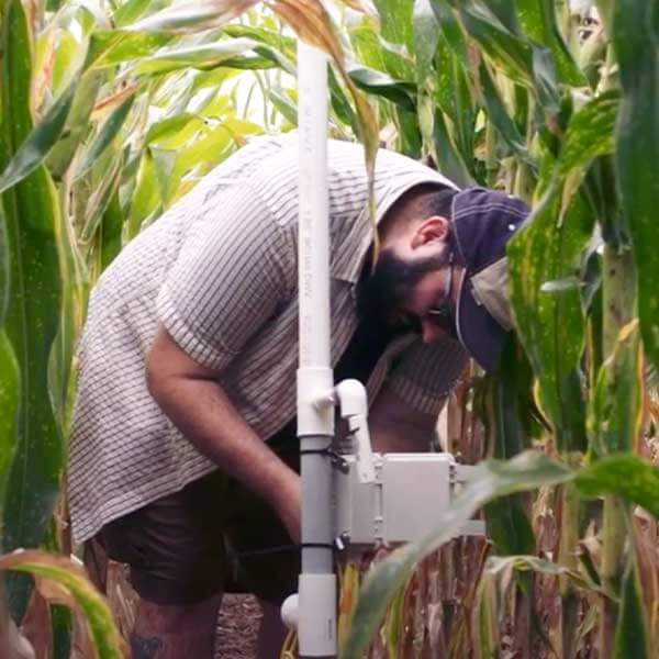 Farmer using cloud technology in a cornfield